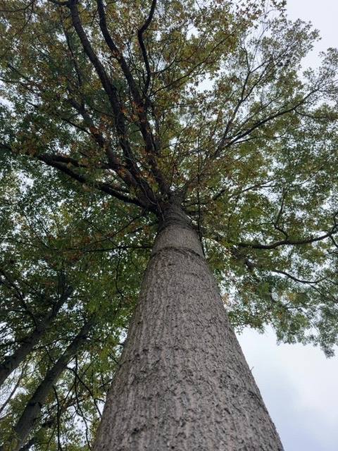 Tree Removal — additional photo