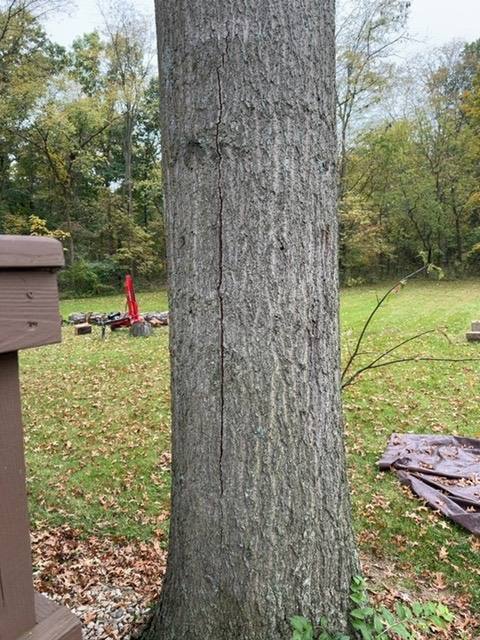 Close-up of tree trunk showing vertical crack or injury on bark in Wapakoneta