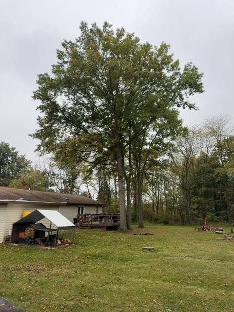 Large tree in yard near residential structure and deck in Wapakoneta
